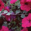 Petunia 'Cascading Purple Wave', flowers