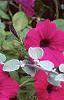 Petunia 'Cascading Purple Wave', flowers