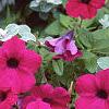 Petunia 'Cascading Purple Wave', flowers