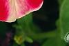 Petunia 'Cha-Ching Cherry', flowers