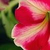 Petunia 'Cha-Ching Cherry', flowers