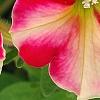 Petunia 'Cha-Ching Cherry', flowers