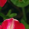 Petunia 'Cha-Ching Cherry', flowers
