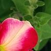 Petunia 'Cha-Ching Cherry', flowers