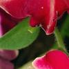 Petunia 'Cha-Ching Cherry', flowers