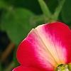 Petunia 'Cha-Ching Cherry', flowers