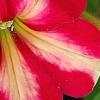 Petunia 'Cha-Ching Cherry', flowers
