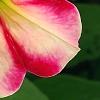 Petunia 'Cha-Ching Cherry', flowers