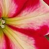 Petunia 'Cha-Ching Cherry', flowers