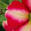 Petunia 'Cha-Ching Cherry', flowers