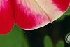 Petunia 'Cha-Ching Cherry', flowers
