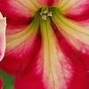 Petunia 'Cha-Ching Cherry', flowers