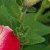 Petunia 'Cha-Ching Cherry', flowers