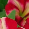 Petunia 'Cha-Ching Cherry', flowers