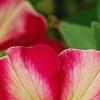 Petunia 'Cha-Ching Cherry', flowers