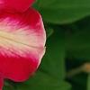 Petunia 'Cha-Ching Cherry', flowers