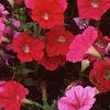Petunia 'Celebrity Raspberry Ice', flowers