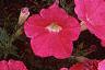Petunia 'Celebrity Raspberry Ice', flowers