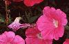 Petunia 'Celebrity Raspberry Ice', flowers