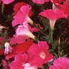 Petunia 'Celebrity Raspberry Ice', flowers