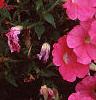 Petunia 'Celebrity Raspberry Ice', flowers