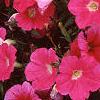 Petunia 'Celebrity Raspberry Ice', flowers