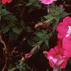 Petunia 'Celebrity Raspberry Ice', flowers