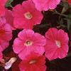 Petunia 'Celebrity Raspberry Ice', flowers