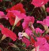 Petunia 'Celebrity Raspberry Ice', flowers