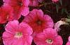 Petunia 'Celebrity Raspberry Ice', flowers