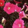 Petunia 'Celebrity Raspberry Ice', flowers