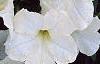 Petunia 'Celebrity White', flowers