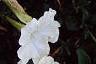 Petunia 'Celebrity White', flowers