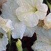 Petunia 'Celebrity White', flowers