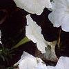 Petunia 'Celebrity White', flowers