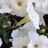 Petunia 'Celebrity White', flowers