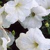 Petunia 'Celebrity White', flowers