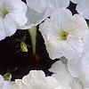 Petunia 'Celebrity White', flowers