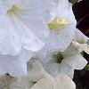 Petunia 'Celebrity White', flowers