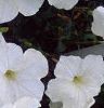 Petunia 'Celebrity White', flowers