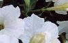 Petunia 'Celebrity White', flowers