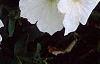 Petunia 'Celebrity White', flowers