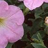 Petunia 'Chiffon Morn', flowers