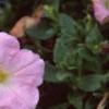 Petunia 'Chiffon Morn', flowers