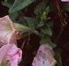 Petunia 'Chiffon Morn', flowers