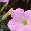 Petunia 'Chiffon Morn', flowers
