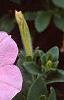 Petunia 'Chiffon Morn', flowers