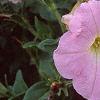 Petunia 'Chiffon Morn', flowers