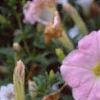 Petunia 'Chiffon Morn', flowers