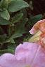 Petunia 'Chiffon Morn', flowers
